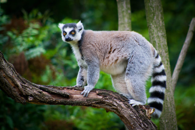 Read more about the article Wycieczka przedszkolaków do Lemur Parku