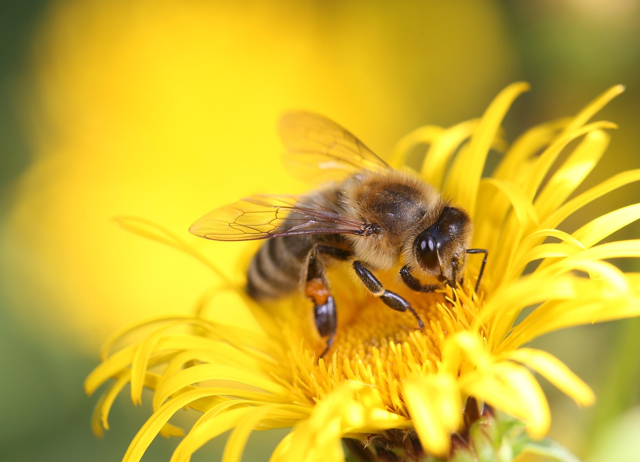 Read more about the article Warsztaty pszczelarskie 🐝 w grupie „Sówek”