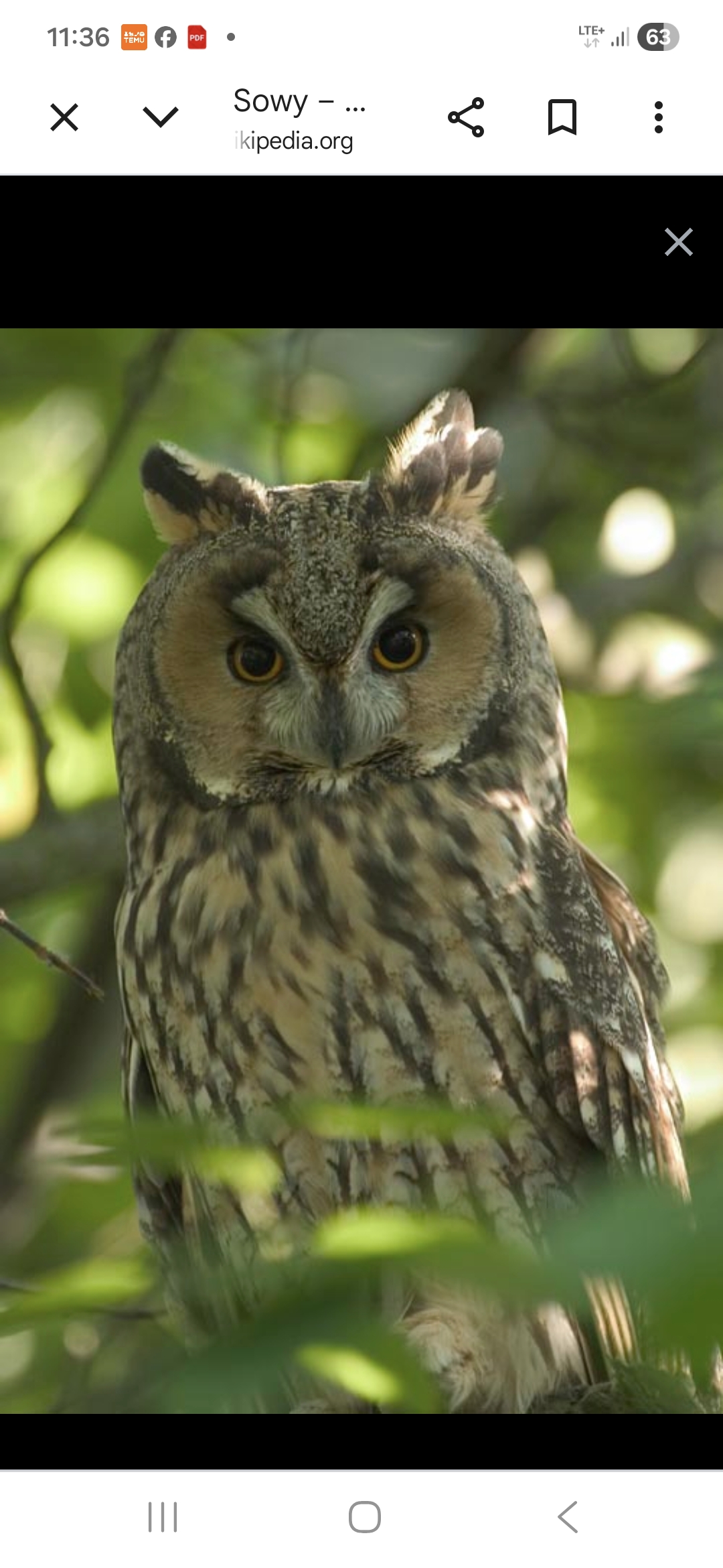 Read more about the article Sówkowa🦉 lekcja przyrody🌳